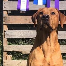 Labrador Retrievers from RiversWild Retrievers