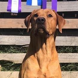 Labrador Retrievers from RiversWild Retrievers