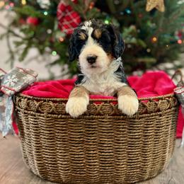 Bernedoodle Puppies from Oso Perfect Poodles and Doodles