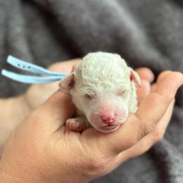 Boy 3 - White male Sheepadoodle puppy in Wharton, Texas from Little Fur Friends