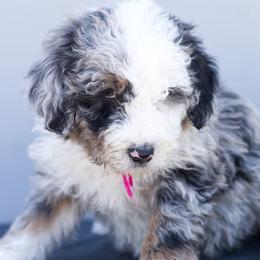 Aussiedoodle, Cavapoo, Goldendoodle, and Newfypoo Puppies from Haaspawz