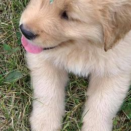 Golden Retriever Puppies from Lake Champlain Goldens