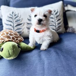 Finnigan (Lou)- Orange - White male West Highland White Terrier puppy in Toronto, Ohio from Shekinah’s Mi-Kis & Cricket Hill’s Westies