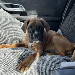 Boxer Puppies from Von Royal Dell’Infinite