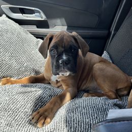 Boxer Puppies from Von Royal Dell’Infinite