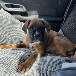 Boxer Puppies from Von Royal Dell’Infinite