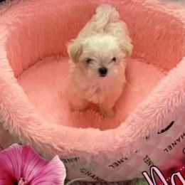 Maltese from Alpine Meadow Maltese