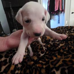 Suki - White and black female Dalmatian puppy in Killeen, Texas from America's Dalmatian Friends