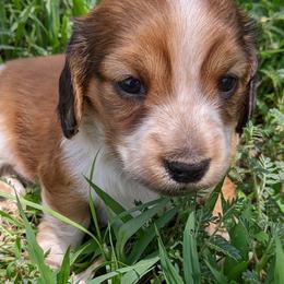 Dachshund Puppies from Az's B&B Doxies
