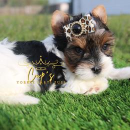 Stella - Parti female Yorkshire Terrier puppy in Austin, Arkansas from Cup's Yorkie Parti Pups