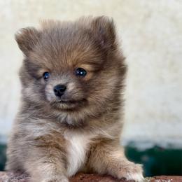 Corona - Tri-colored female Pomeranian puppy in Sylmar, California from Adelia’s Adorable Poms
