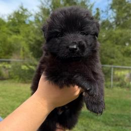 Orange collar Male - Black male German Shepherd puppy in Marianna, Florida from Haus M Godwin