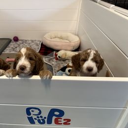 Goldendoodle Puppies from Lover Dover Doodles