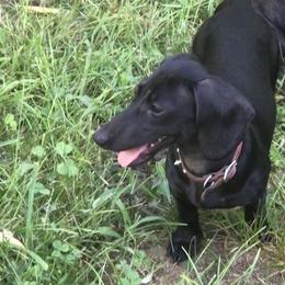 Seven - Dachshund