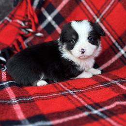 Buck - Black and tan male Pembroke Welsh Corgi puppy in Washington, Arkansas from Foxy Knoll Farm
