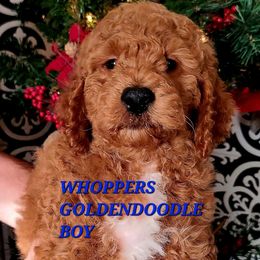 Woopers - Red  male Poodle puppy in Mansfield Center, Connecticut from Arrfs Poodles