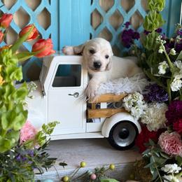 Sarah - Cream female Dachshund puppy in Wills Point, Texas from Duck Creek Farm