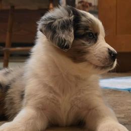 Kenai (kee-nye) - Blue merle female Australian Shepherd puppy in Solon, Maine from Mountain Range Australian Shepherds