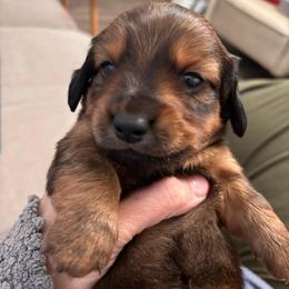 Boy 1- Raph - Chocolate and tan male Dachshund puppy in Dorchester, Texas from Texas Mini Dachs