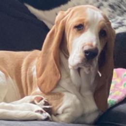 Basset Hounds from Olveras Hound of Ohio