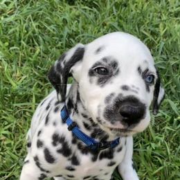 Dalmatians from Upton Brookside Dalmations