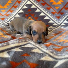Hobby - Red male Dachshund puppy in Opelika, Alabama from Dachshund Darlins