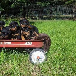 Rottweiler Puppies from C&C Royal Rottweilers