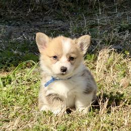 Molly - Red female Pembroke Welsh Corgi puppy in Yulee, Florida from Pembroke Welsh Corgis at Belle Haven
