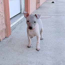 Moxie - White and chocolate male American Hairless Terrier puppy in Arizona City, Arizona from Gaus Hof