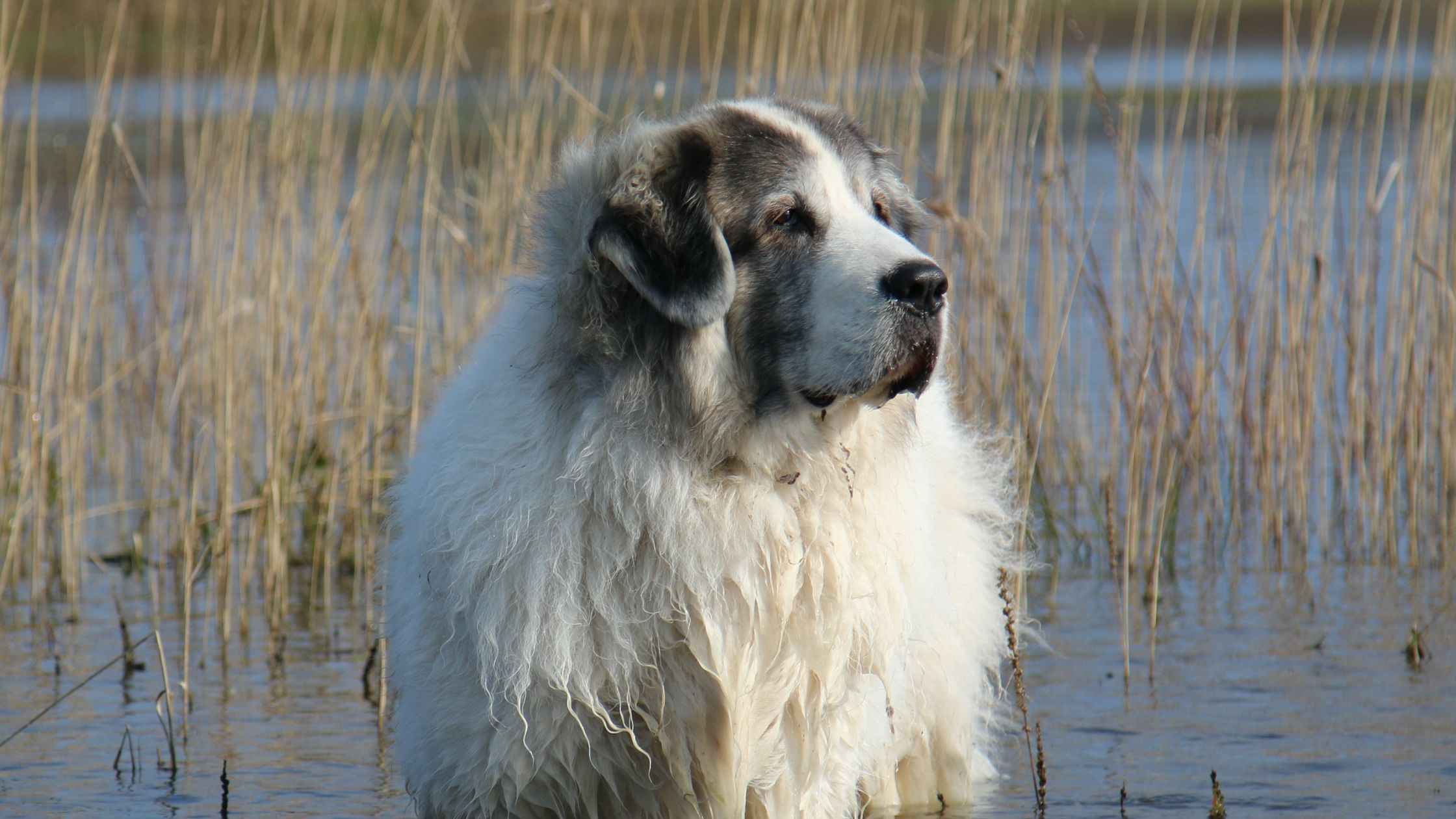 Mastiff pyrenees best sale mix puppies