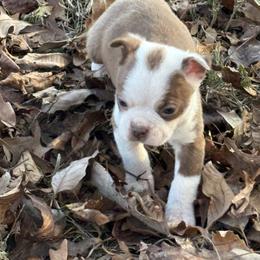Red female - Red female Boston Terrier puppy in Mc Donough, Georgia from Ballard Boston Terriers
