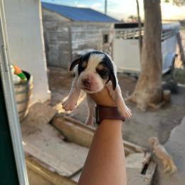 Boy 5 - Black and white male Basset Hound puppy in Las Animas, Colorado from J&D Dachsies