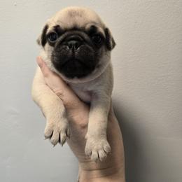 Bluey - Fawn male Pug puppy in Auburn, Kentucky from Prentice Family Pugs