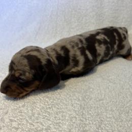 Gracie - Chocolate and tan female Dachshund puppy in Mocksville, North Carolina from The Dachs of Hazzard Dachshunds