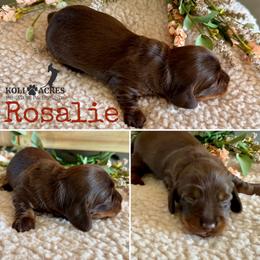 Rosalie - AKC - Silky - Chocolate and tan female Dachshund puppy in Kemp, Texas from Koli Acres