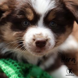 Australian Shepherd, Miniature American Shepherd, Miniature Australian Shepherd, and Toy Australian Shepherd Puppies from TK Standard, Mini, & Toy Aussies