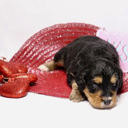 Girl 4 - Tri-color Bernedoodle puppy in Yatesville, Georgia from High Hopes Doodles
