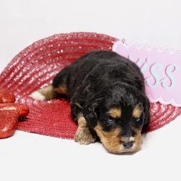 Girl 4 - Tri-color Bernedoodle puppy in Yatesville, Georgia from High Hopes Doodles