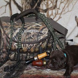 Labrador Retriever Puppies from Copper Creek Outfitters and Kennel