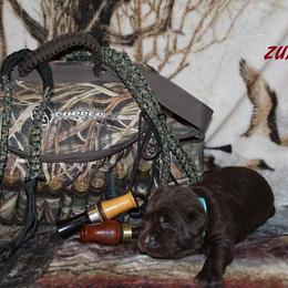 Labrador Retriever Puppies from Copper Creek Outfitters and Kennel