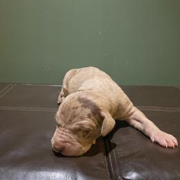 Torque - Merle male Great Dane puppy in French Creek, West Virginia from Villa-Danes Von Kraus