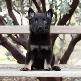 Kova - Bi-color female German Shepherd puppy in Coarsegold, California from Yosemite Shepherds