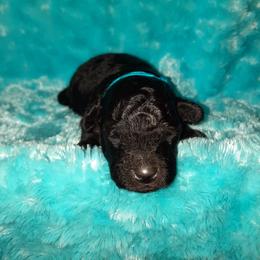 Poodle Puppies from Bea Legend Toy and Mini Poodles