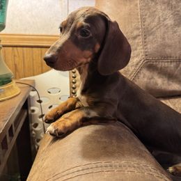Larry - Chocolate and tan male Dachshund puppy in Roanoke, Alabama from Windsor Frenchie & Dachshunds