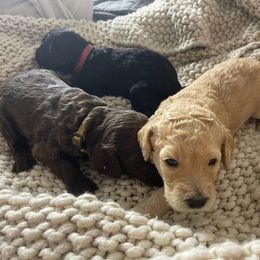 Labradoodles from C M Cake