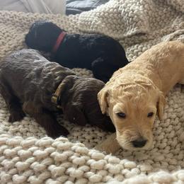 Labradoodles from C M Cake
