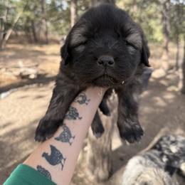 Aussiedoodle and Sarplaninac Puppies from Pesky Redneck Mini Ranch