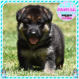 BLUEY - Black and tan female German Shepherd puppy in Murrieta, California from Diamond Oaks German Shepherds