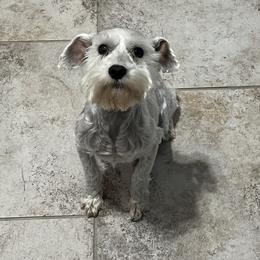 Luna - Miniature Schnauzer