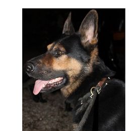 Gunther Vom Parchimer Land - German Shepherd